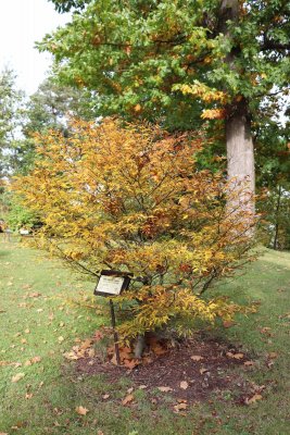 Fagus sylvatica 'Mercedes' - buk lesní - celek podzim
